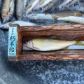 本日の釣果