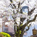 キラキラ光る。