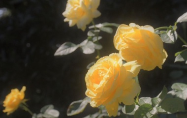 『秋の薔薇　３　星光』の画像