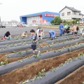 【御礼】雨上がりの畑に笑顔が咲きました！さつまいも苗植え体験会、無事開催！