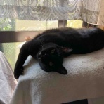 三にゃん揃ってラララ日記