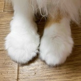 『ネコちゃんずの「おてて」大公開🐾』の画像