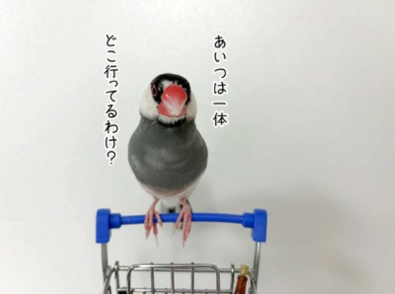文鳥スーパーでお買い物