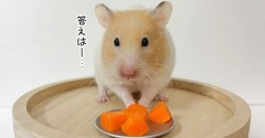 今日のプリン(10/5追記)