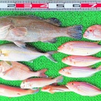 竹村貸舟店【高知県 浦ノ内湾～宇佐～須崎市横浪半島沖の船釣り】釣果情報 & ブログ