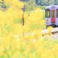 JR東日本キハ110系長野車両センター@キハ110-225（菜の花咲く）