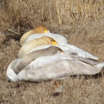 花鳥いろいろ 四季の野鳥