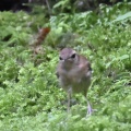 ヤブサメ
