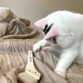 壊れないおもちゃ、発見