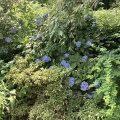アジサイの後始末
