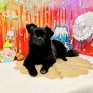 ポメペキちゃん、シャンプーカット✂️🫧