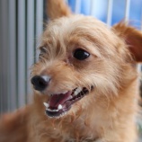 『歯のケアは大事!』の画像