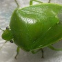 【便利】カメムシの悪臭が手についてしまった時、どんな洗剤でも落ちなかった臭さが○○○○○ですぐ取れた！！　これはありがてえ