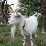 山のにほひ、磯のかほり