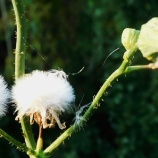 『須らく雫の石を穿つ如くⅡ（5555回記念）（35）高野長英研究（17）』の画像