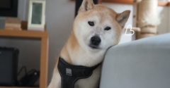 貫太も使えるソファー♪