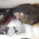 11月30日（日）晴　今日の釣果☆☆☆