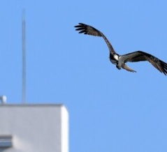 2026年1月9日の野鳥公園
