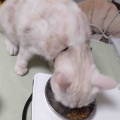 猫が元気に！