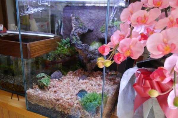 49 パルダリウム立ち上げ後編 もふもふアクア