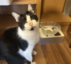 猫にもっと水を飲んでほしい！8匹と暮らしてわかった、お水スペースの工夫