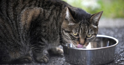 やさしいねこ　１０