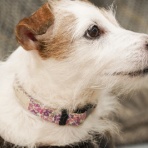 華・あず＆レン