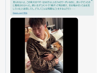 【悲報】中国の柴犬、反日認定で次々に毒殺されているWWWWWWWWWWWWWWWWWWWWWW