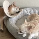 長女気質・末っ子気質