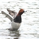 今日池で撮影した、ホシハジロの羽ばたきシーンをアップしました。
