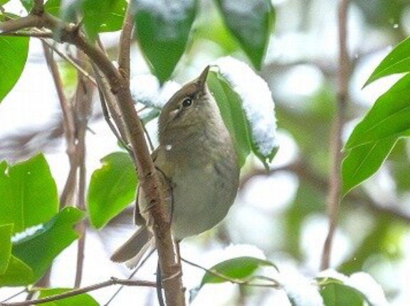 2026年2月8日の野鳥公園