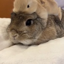 親子も乗せたい