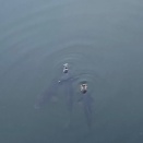 オシテルヤ販売２０２５年１２月１０日