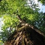 『穂別町のカツラとホウノキ』の画像