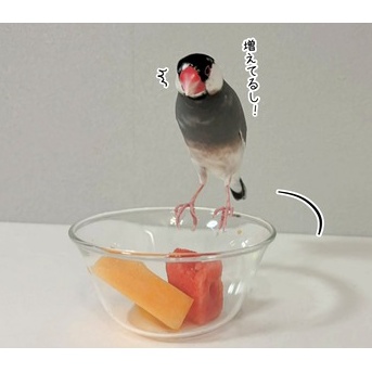 これがセラの食べ方