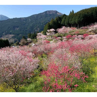 花便り 松山市の 有名お花見スポット の紹介 道後公園 松山城 中予 愛媛 つーしん