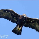 イヌワシ ( Golden Eagle )