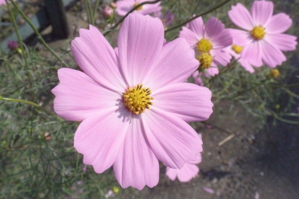 昨日 今日 そして未来へ オオハルシャギク