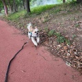 愛犬と久喜菖蒲公園でお散歩。*\(^o^)/*