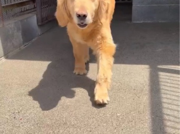 大型犬レスキュー其の２