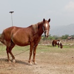 タイ長期滞在｜なんとか生きてる日々