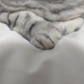 くるみの物語２