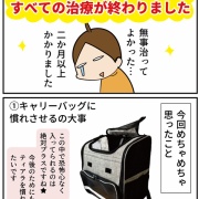  飼い犬ティアラが病気になった話【最終回 今回思ったこと】