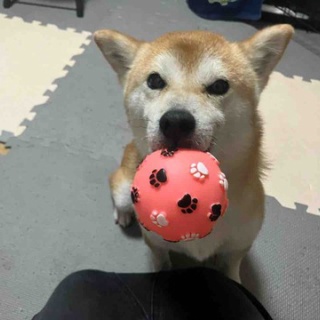 保護犬 ～預かり日記～