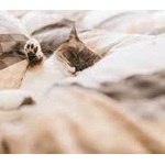 【助けて】布団にこの虫が大量に湧いた。駆除方法教えて