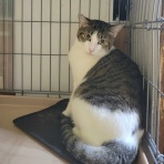 みにみゅう　猫の飼い主さん募集中　