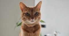 美猫？？