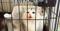 強化トレーニング合宿
