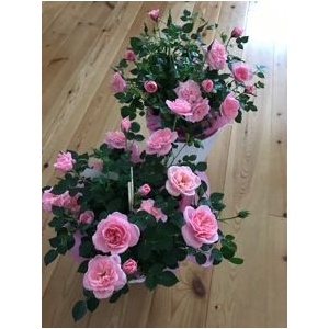 New ミニバラ鉢植え 母の日ギフト Costco生活 コストコおすすめ商品 活用術 Powered By ライブドアブログ