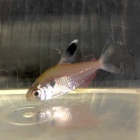 『8月18日(金)熱帯魚入荷情報✨』の画像